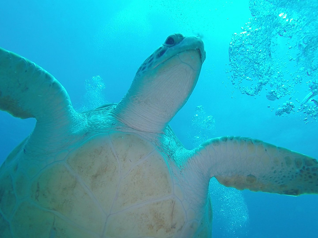 Blue Odyssey Diving景点图片