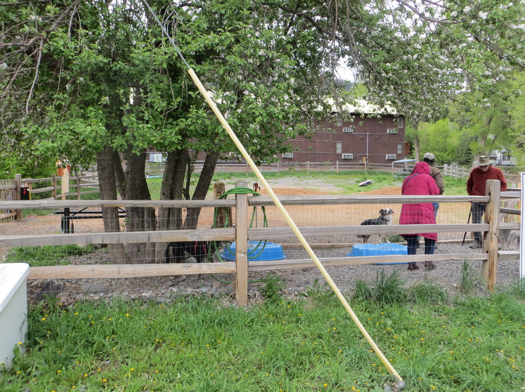 Ouray Dog Park-乌雷必去景点