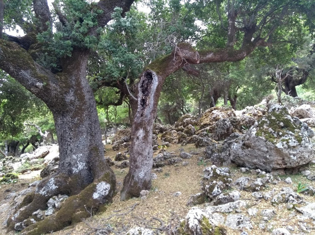 Flowers of Crete-Elounda必去景点