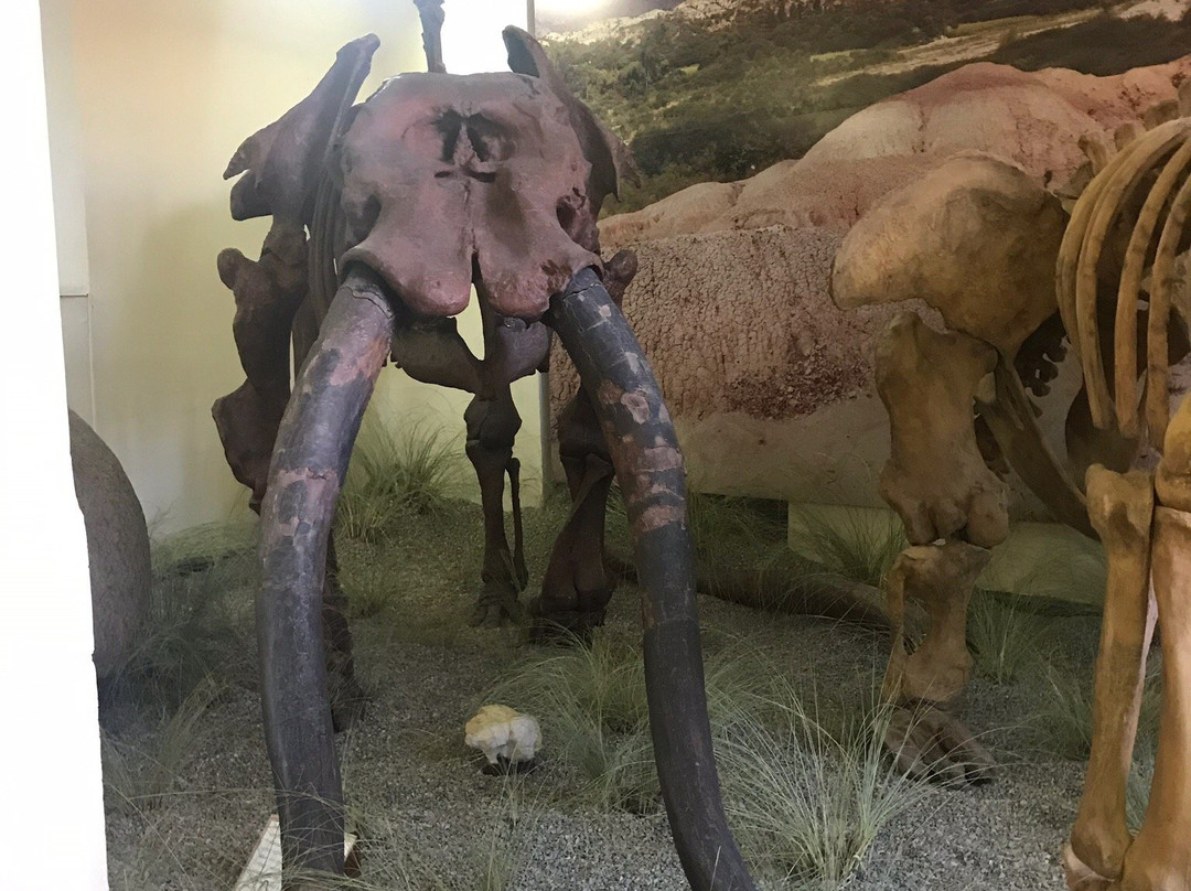 Museo Paleontologico y Arqueologico-塔里哈必去景点