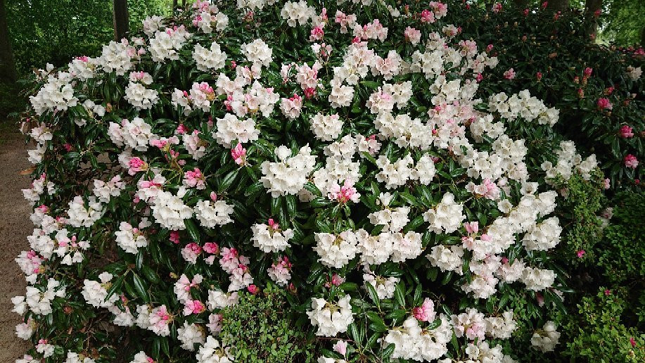 Rhododendron Park景点图片