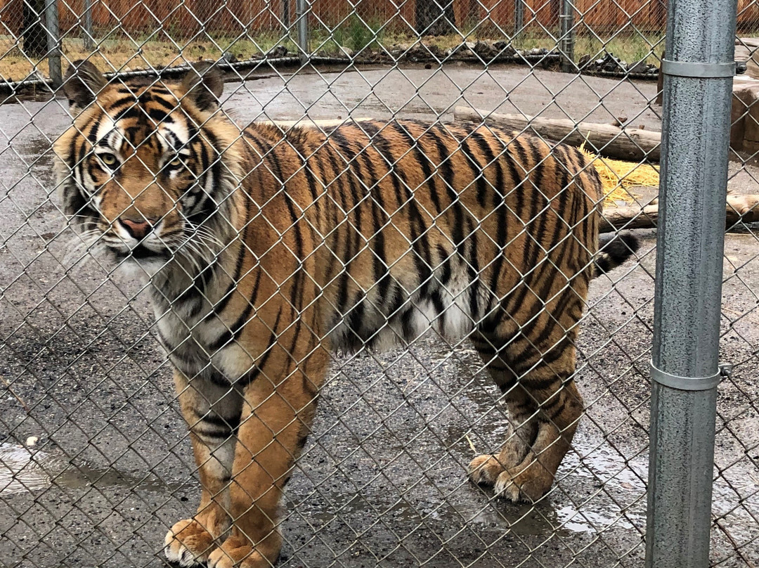 Cat Tales Wildlife Center景点图片