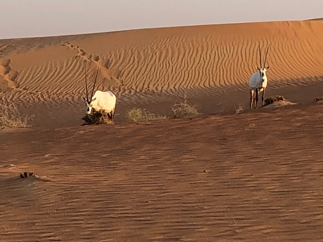 Royal Shaheen Events-迪拜必去景点
