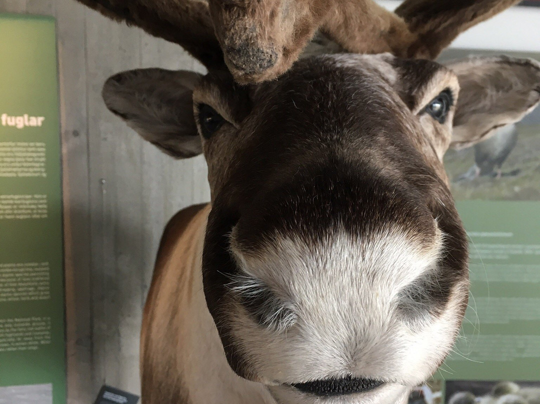 Snaefellsstofa Visitor Center-埃伊尔斯塔济必去景点