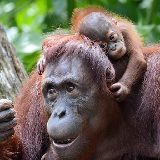 Bukit Lawang Explore景点图片