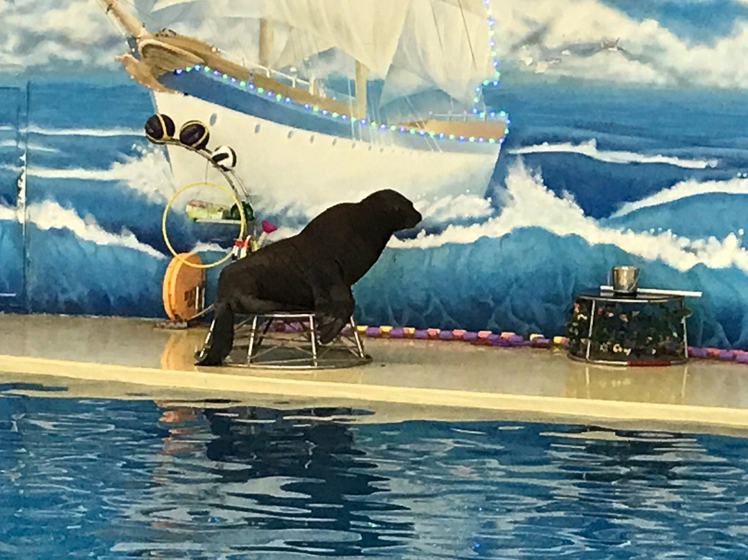 Dolphinarium Atlantida-下诺夫哥罗德必去景点