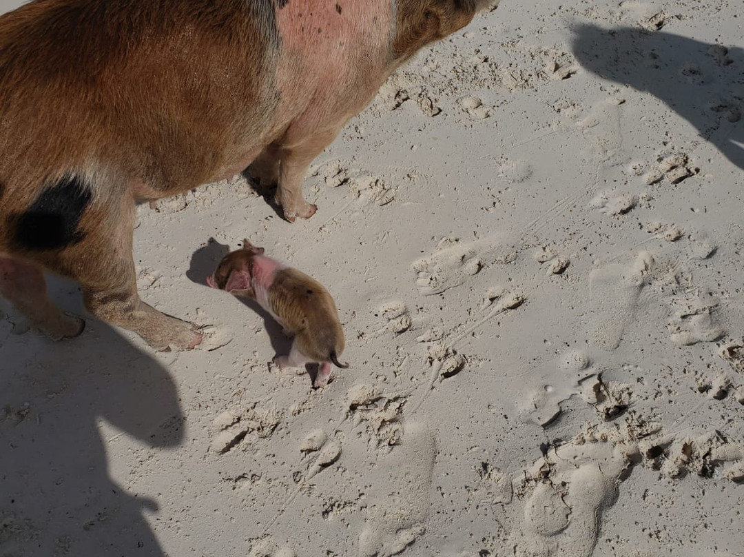 My Bahamas VIP Concierge-拿骚必去景点