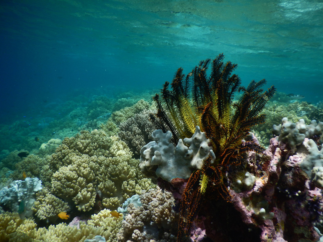 Tomia Ocean Dive景点图片