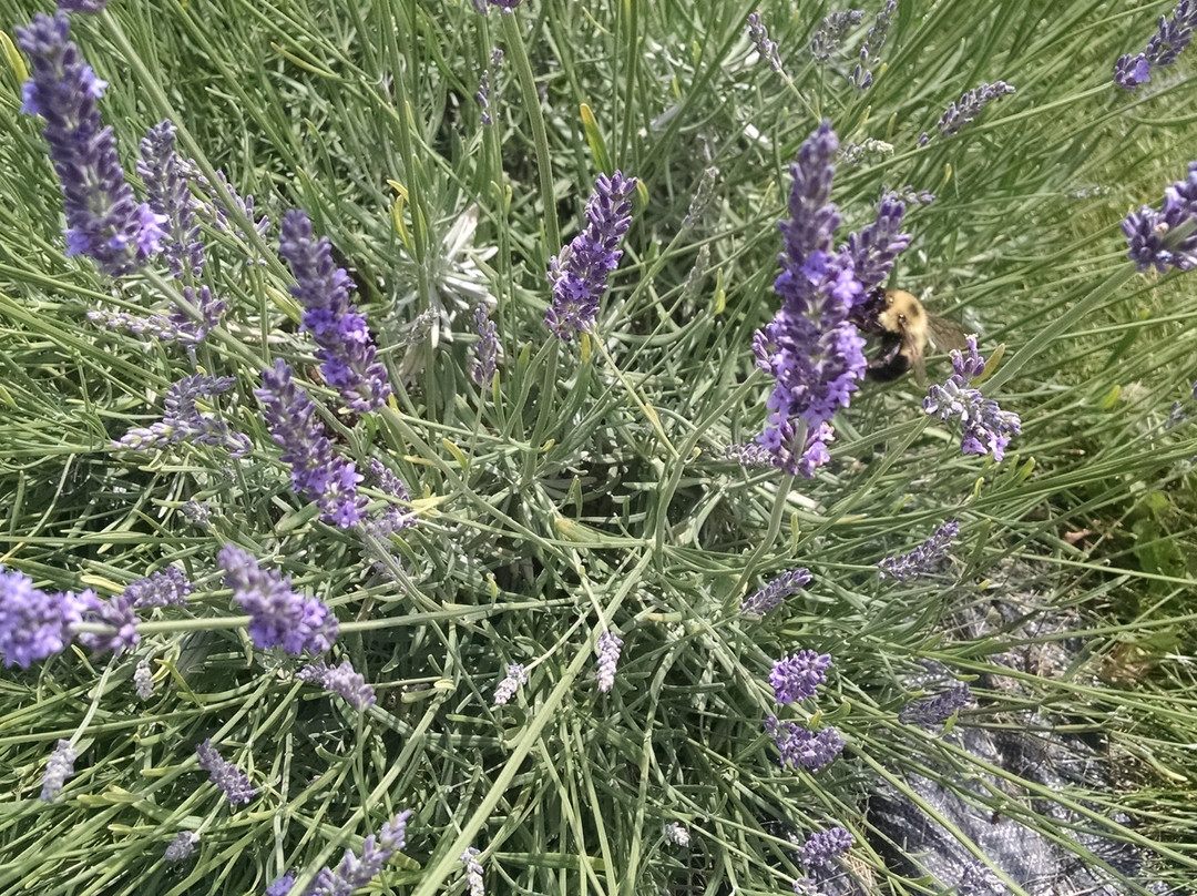 Purple Rain Lavender Farm-Churchville必去景点