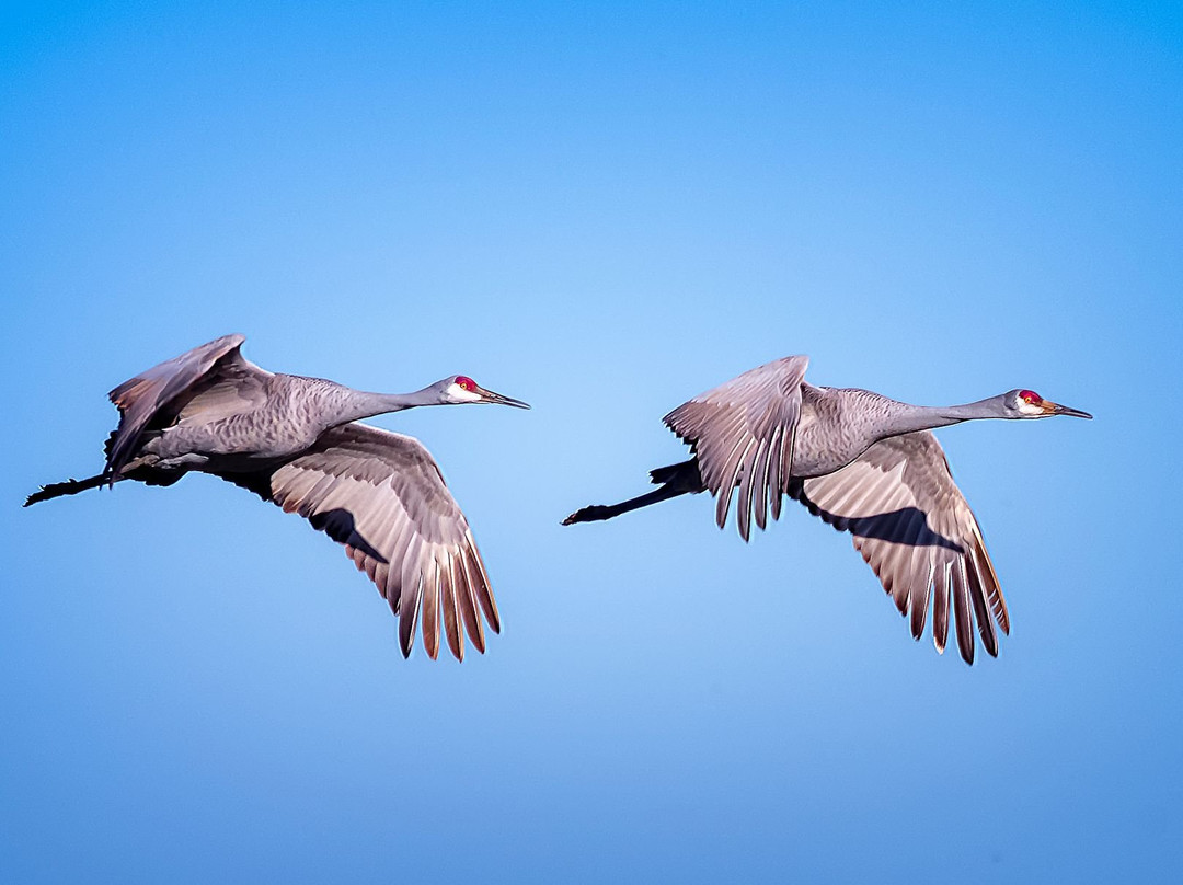 Hiwassee Wildlife Refuge-Birchwood必去景点