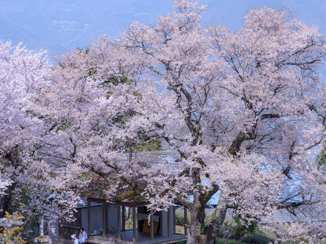 Shibanai Sakurado no Hyotan Sakura景点图片