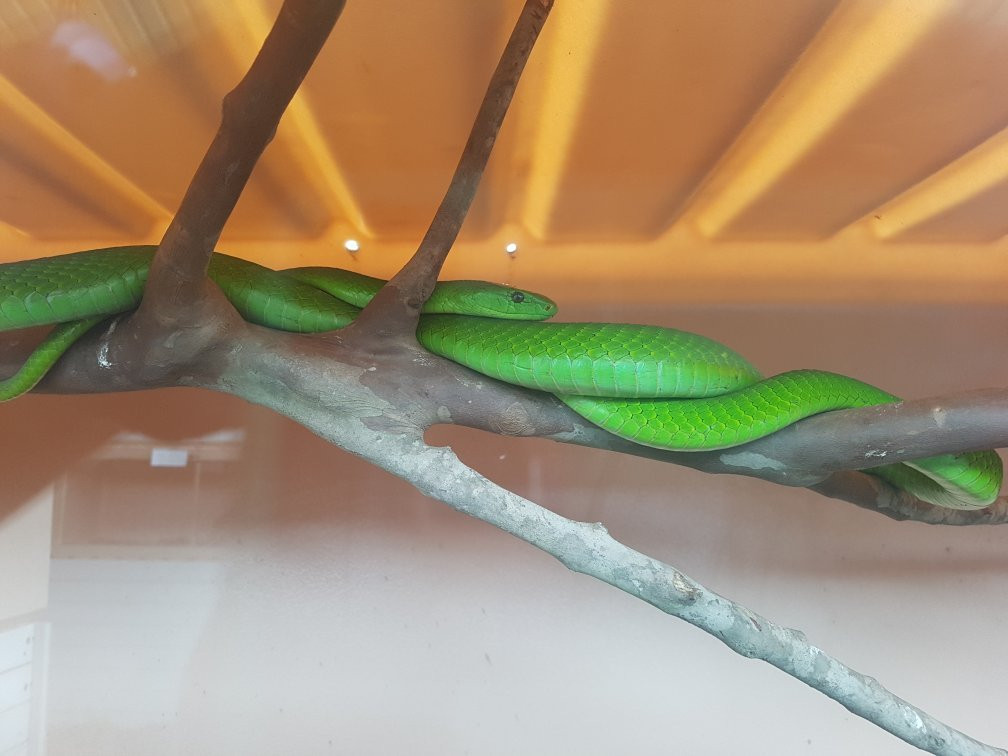 Ndlondlo Reptile Park-巴利托必去景点