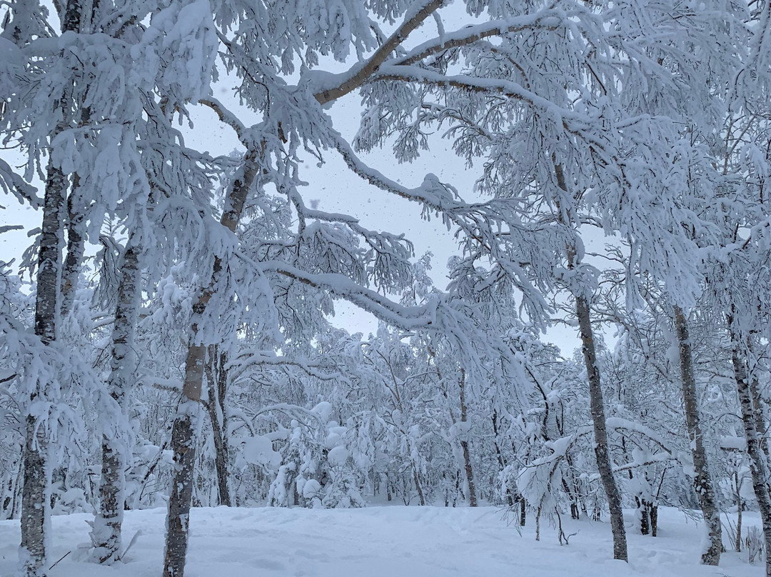 Kamui Ski Links-旭川市必去景点