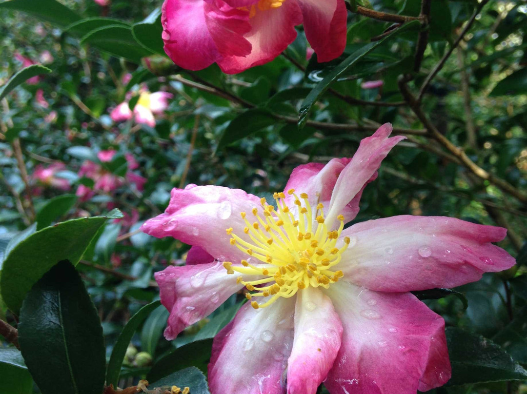 Mobile Botanical Gardens-莫比尔必去景点