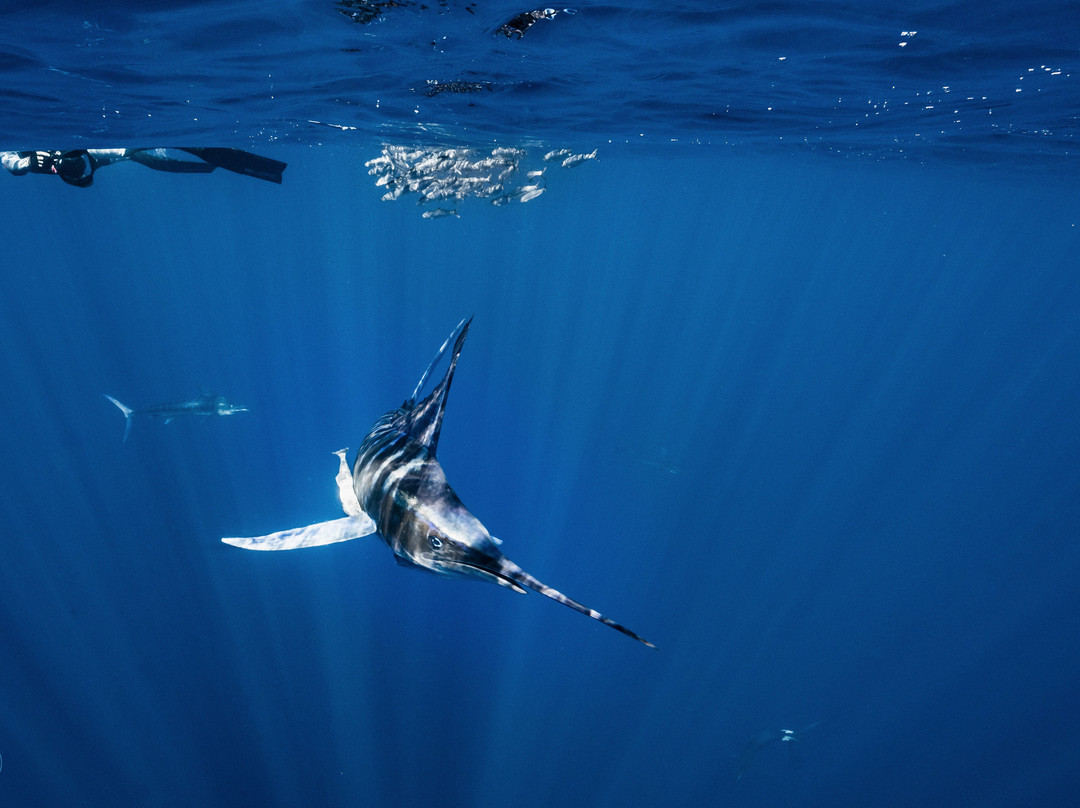 Nomad Diving-拉巴斯必去景点