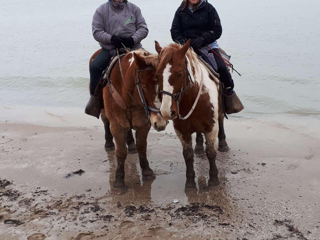 HorsePlay Niagara-科尔本港必去景点