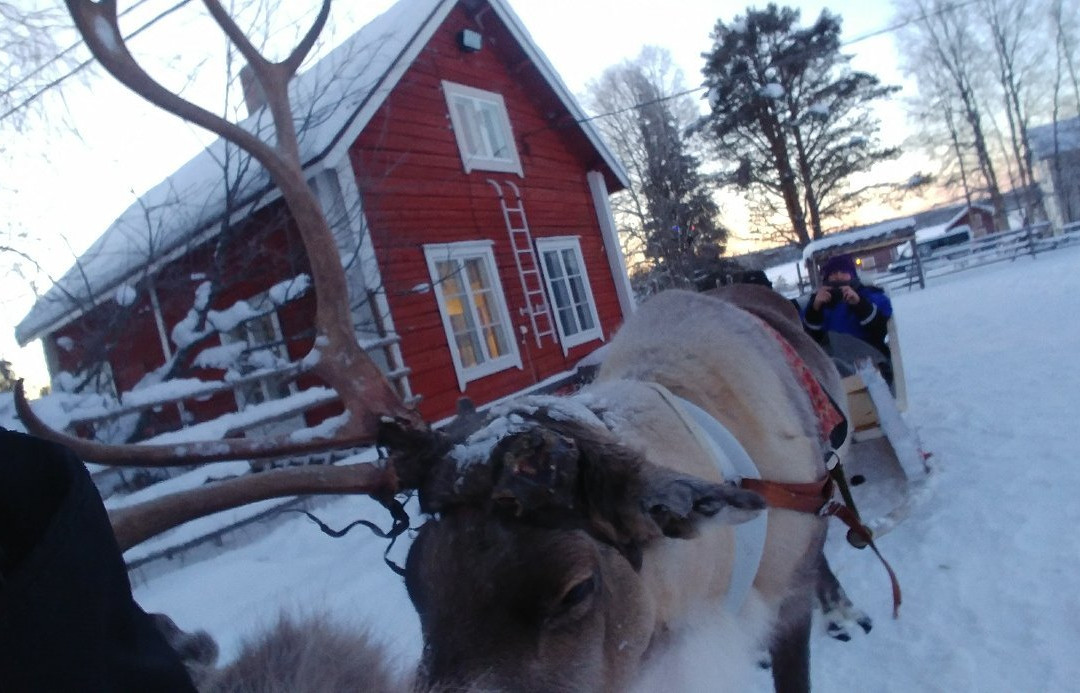 Torassieppi Reindeer Farm & Cottages景点图片