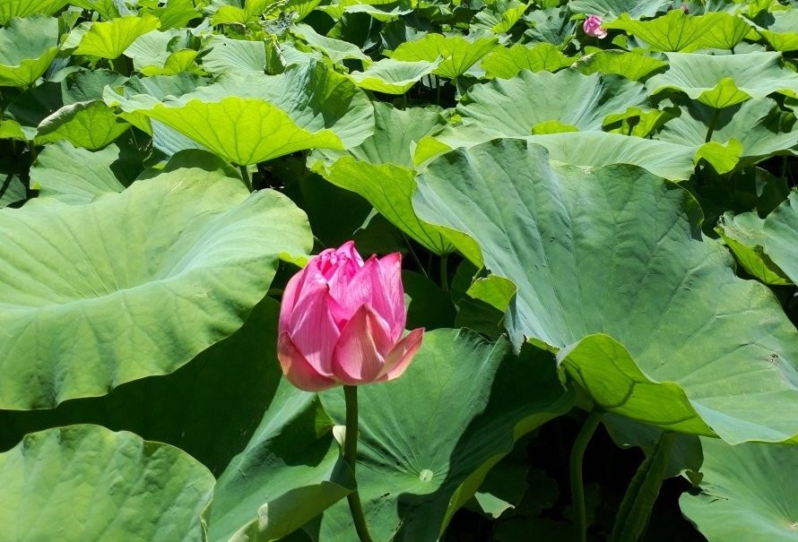 Heiseinomori Park-川岛町必去景点