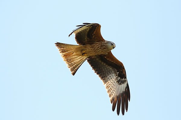 Cherrytrees Bed and Breakfast主图