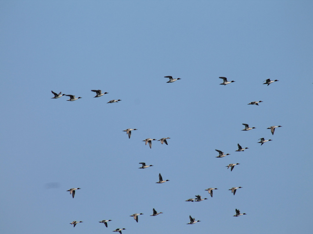 Pulicat Lake景点图片