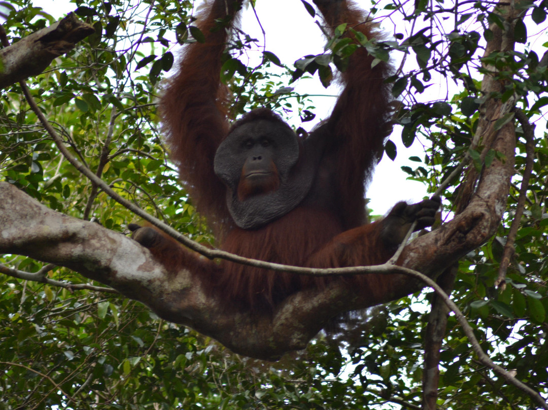Orangutan & Dayak Tour PT Beeholiday Mitra Wisata-Pangkalan Bun必去景点