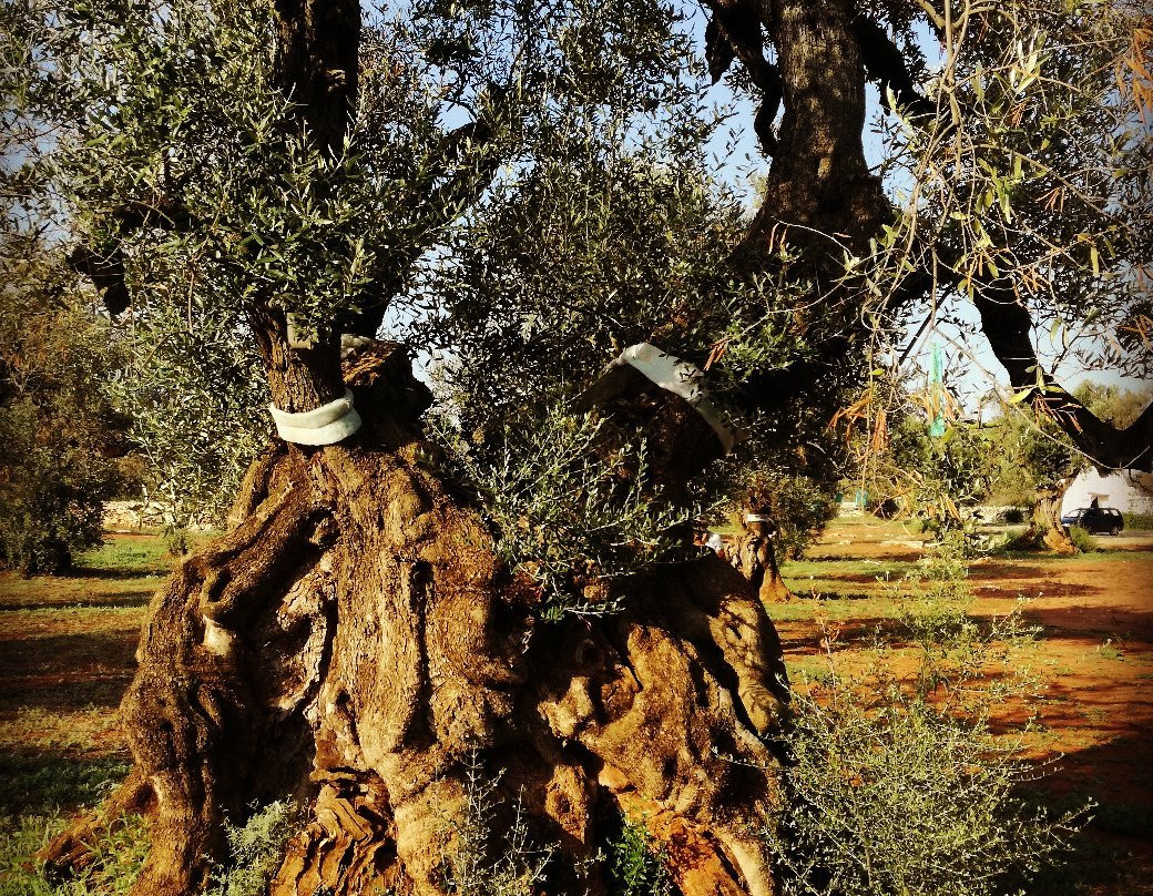 Agricola Gli Angeli-Presicce必去景点