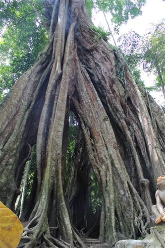 Piyamit Millennium Tree景点图片