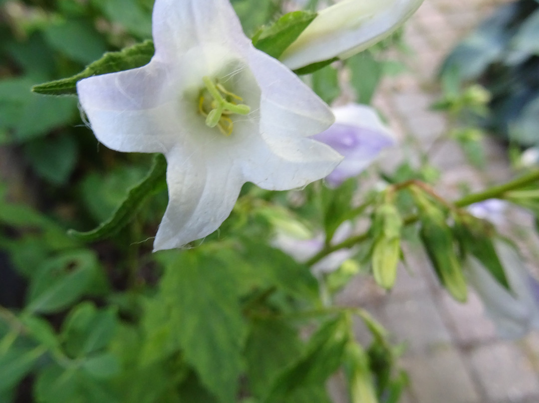 De Tuin Van Kapitein Rommel景点图片