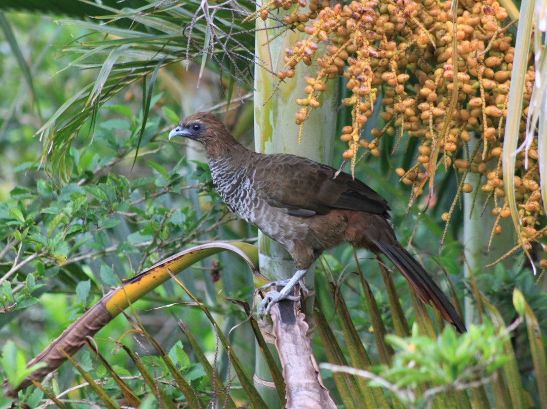 Pousada Pedras Rollantes主图