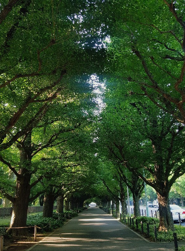 Jingu Gaien Ginkgo Tree-lined Street景点图片