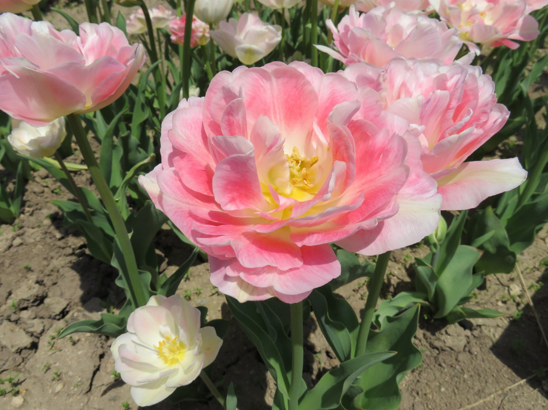 Tanto Flower Park-丰冈市必去景点