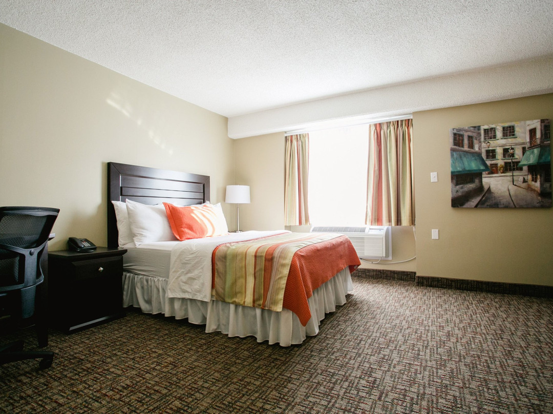 The Sleepy Owl主图