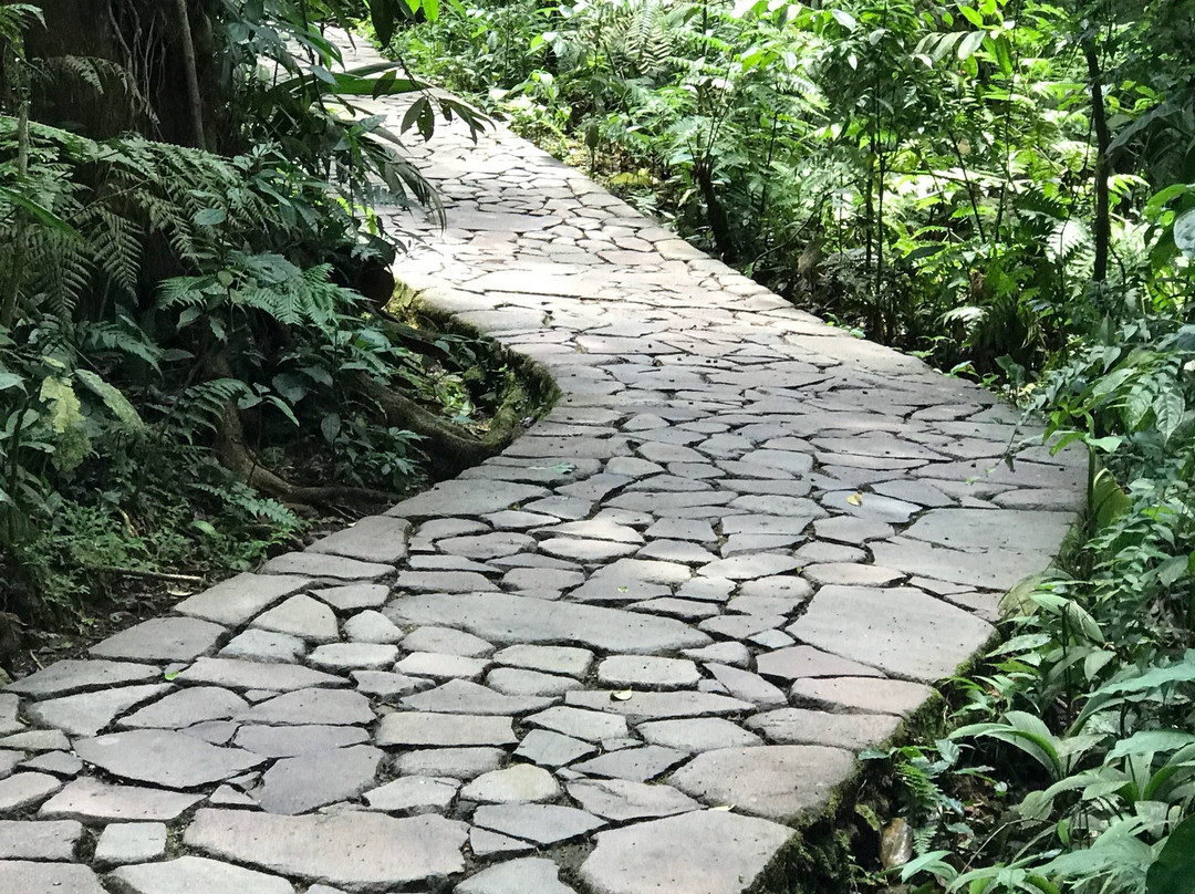 Nectandra Cloud Forest Garden景点图片