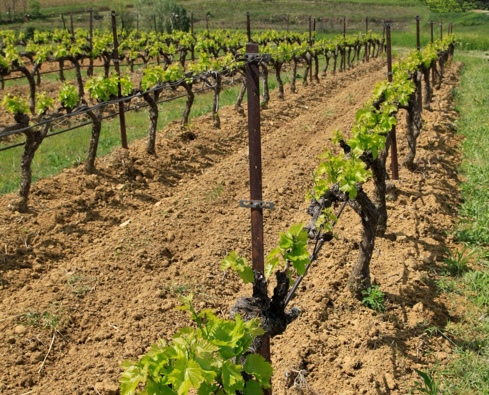 Vignoble Chasson Château Blanc景点图片