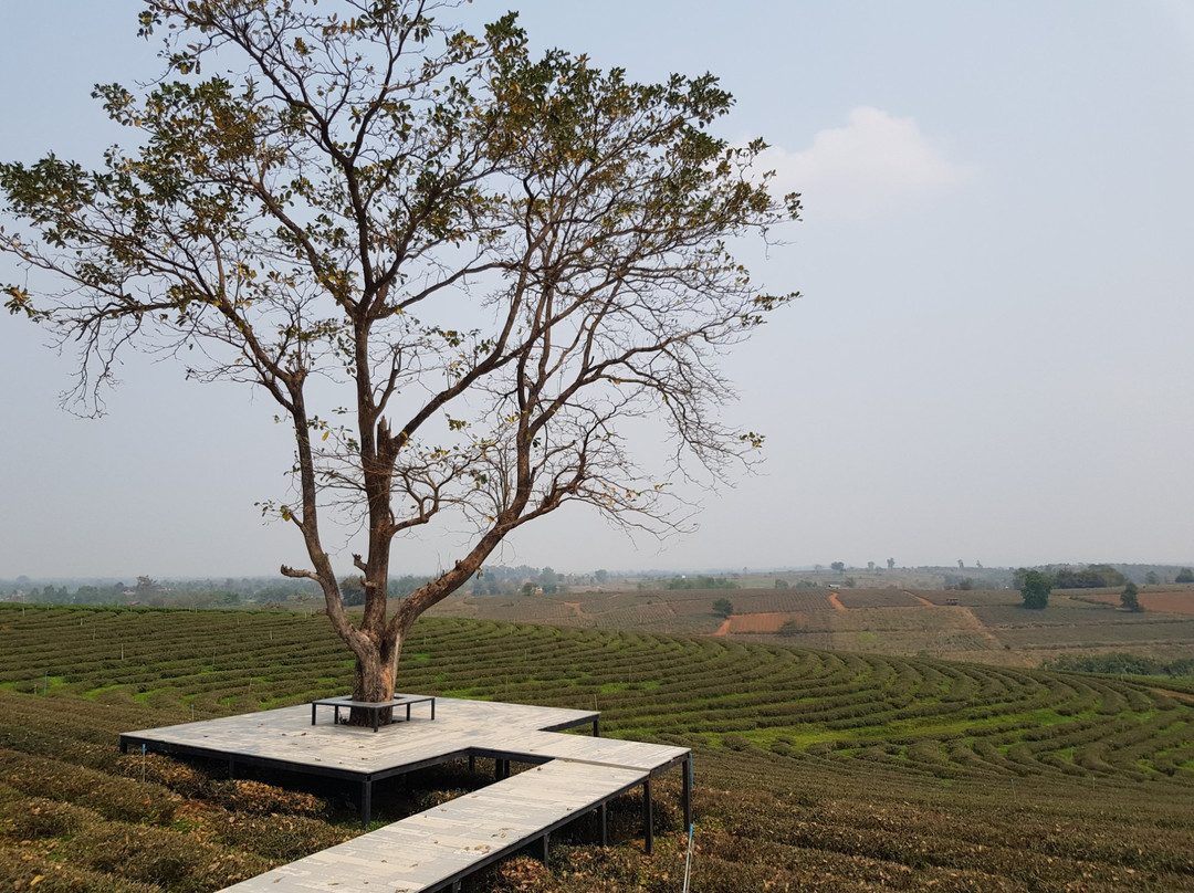 V.I.P. Travel and Service - Day Tours-清莱必去景点