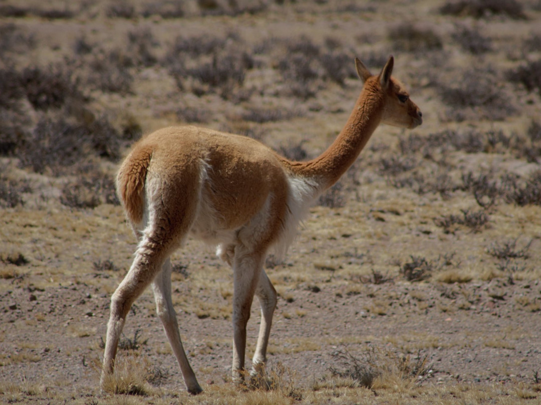 Peru Breathtaking Trips-阿雷基帕必去景点