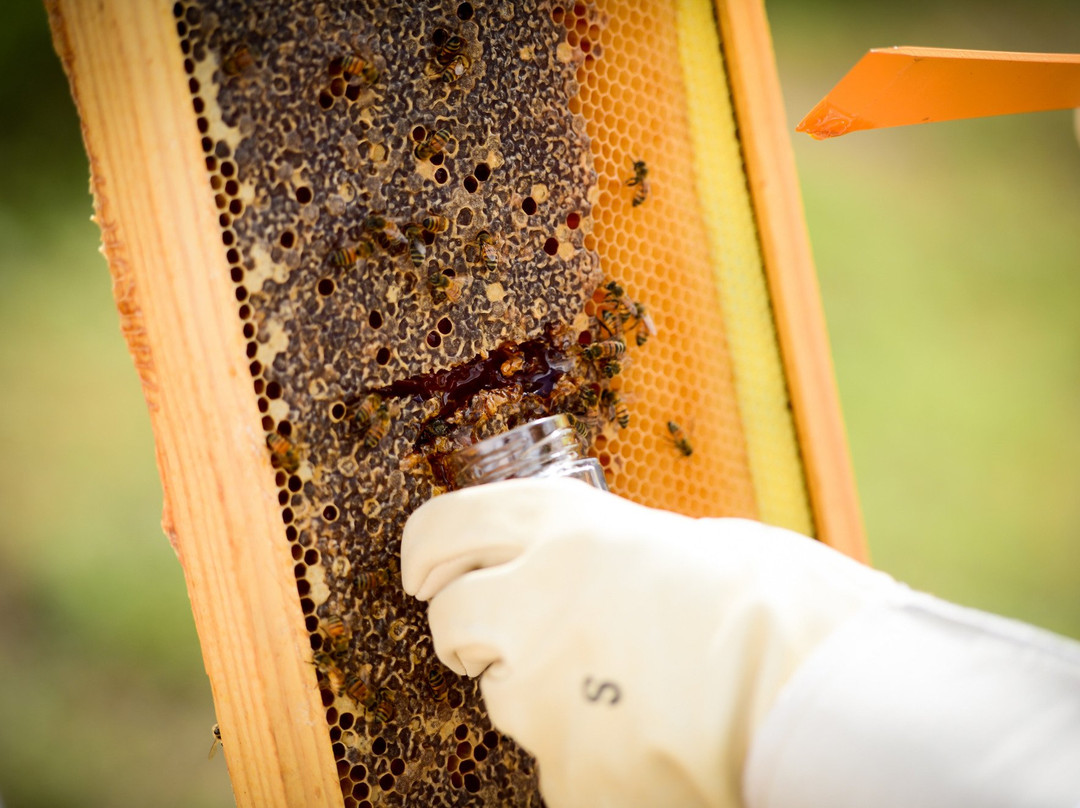 Reagan's Honey-大开曼岛必去景点