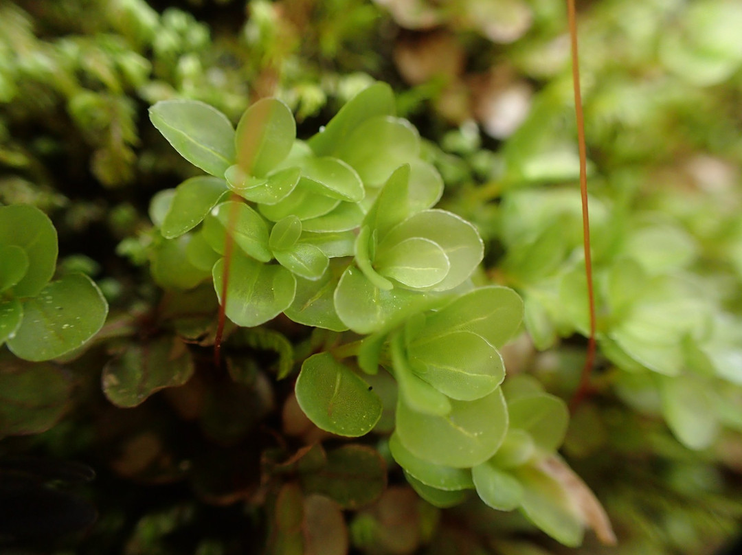 Yoi Yoi Kawakami-川上村必去景点