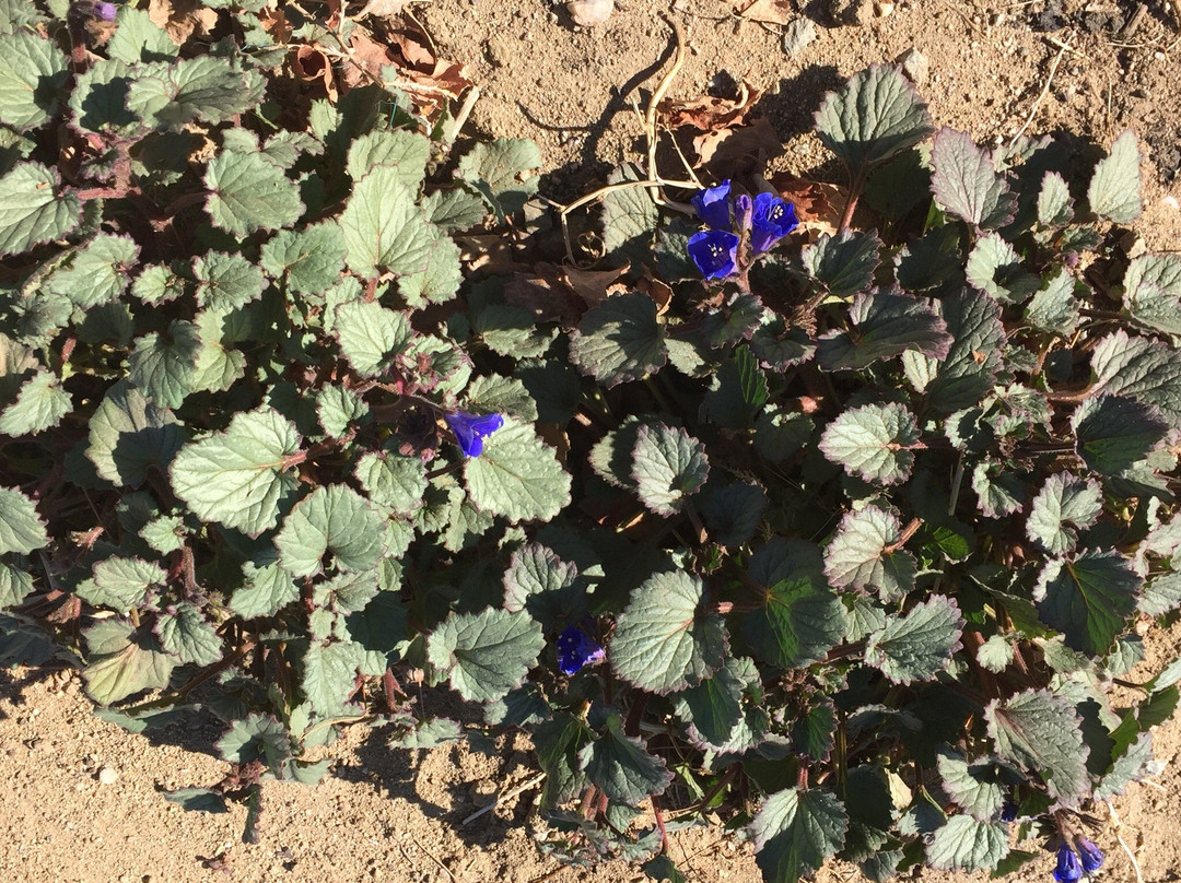 Antelope Valley Winery-兰开斯特必去景点