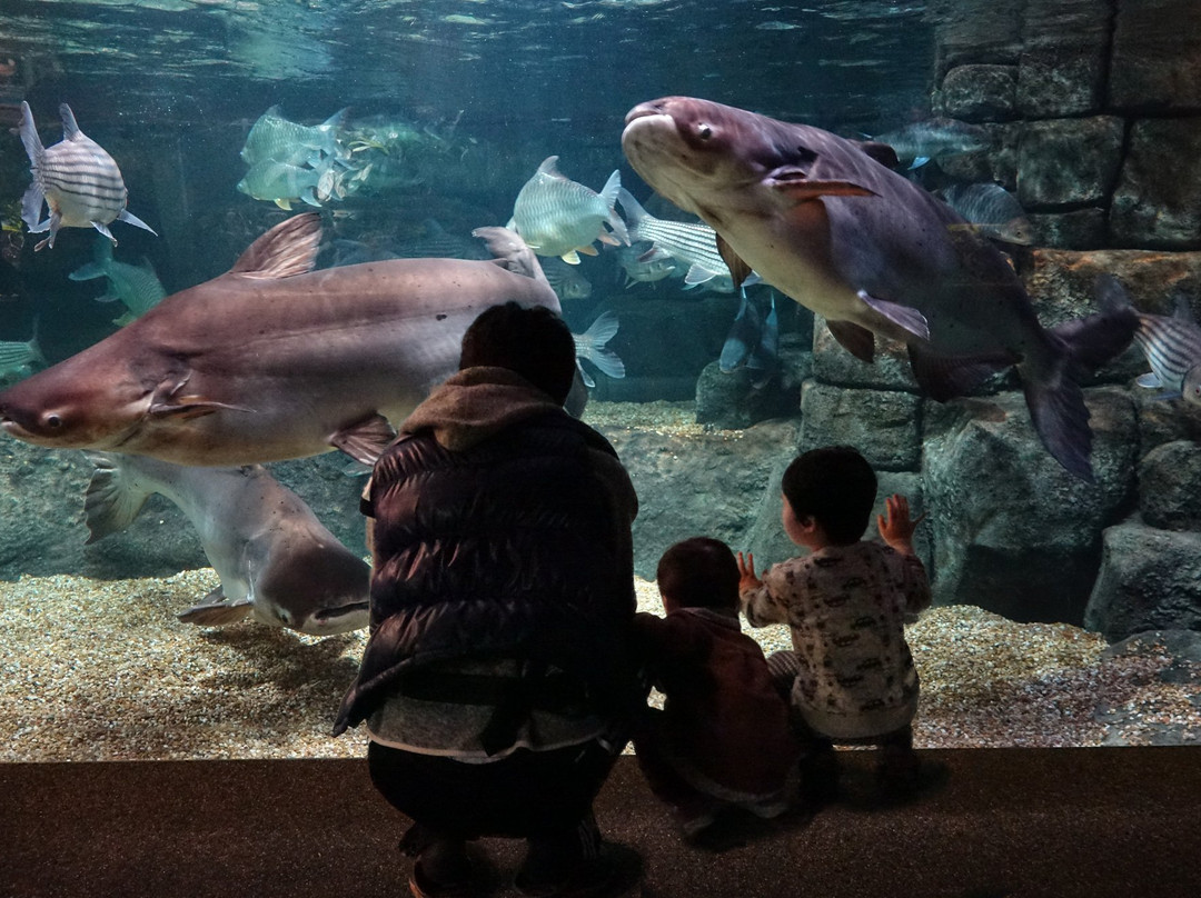 World Fresh Water Aquarium Aquatotto Gifu景点图片