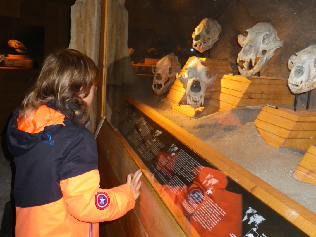 Musee De L'ours Des Cavernes景点图片