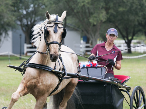 West Coast Morgans, Inc.-Odessa必去景点