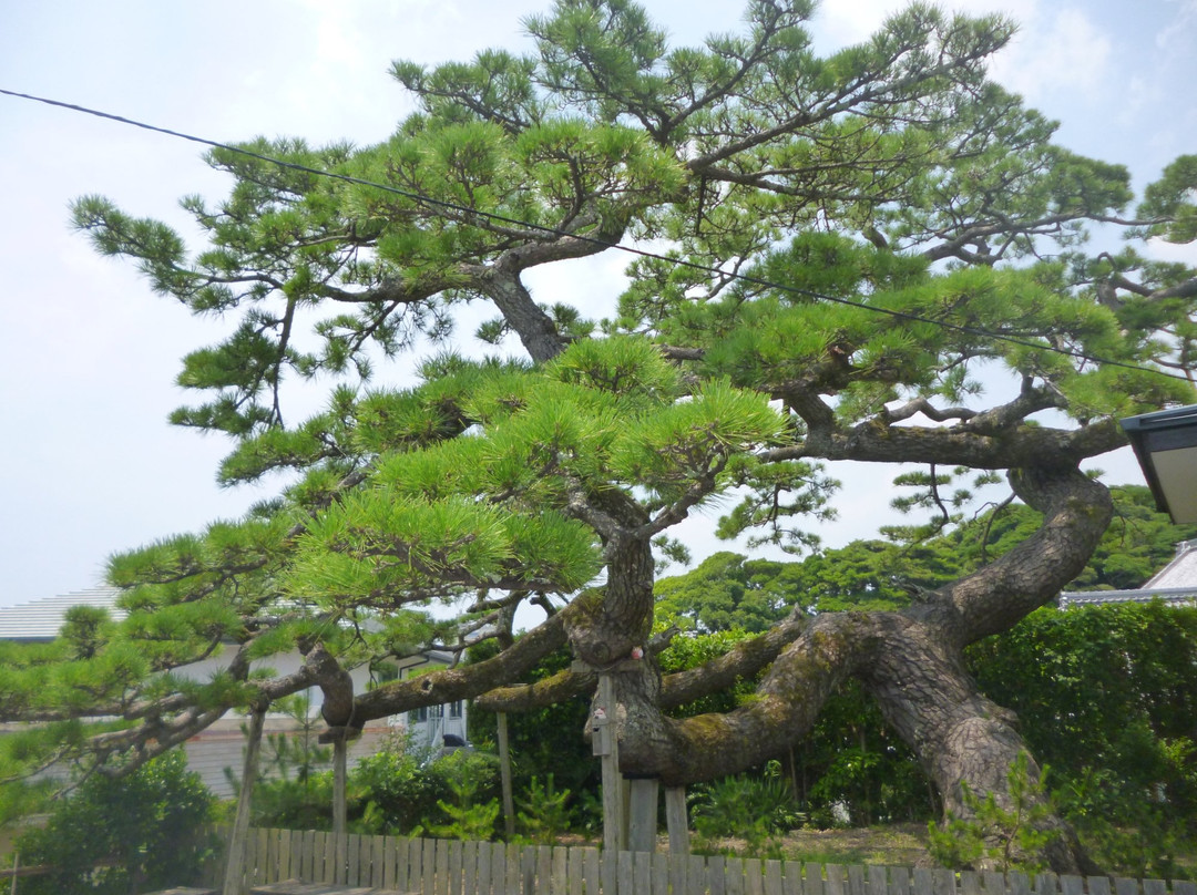 Shoryu no Matsu (Pine tree)景点图片