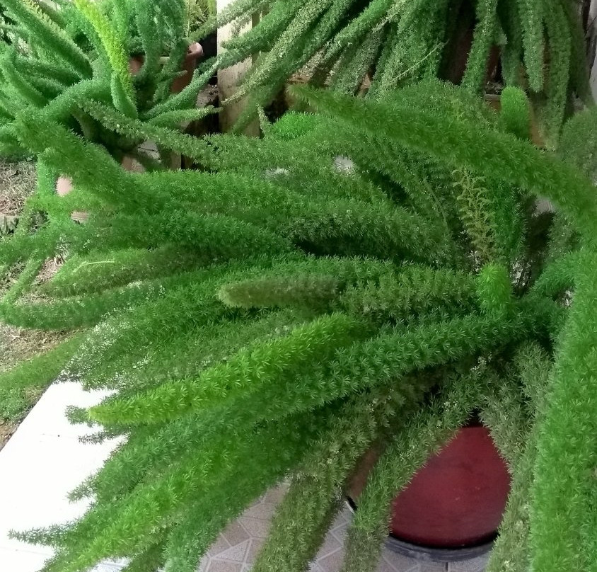 Sitio Uliana-Arace必去景点