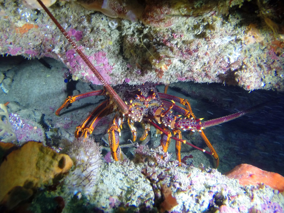 Bay City Scuba-Bellarine必去景点