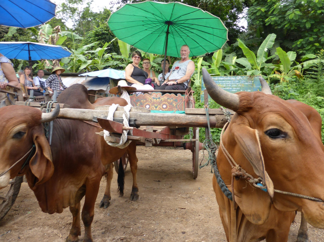 Thai Buffalo Training Camp-清迈必去景点