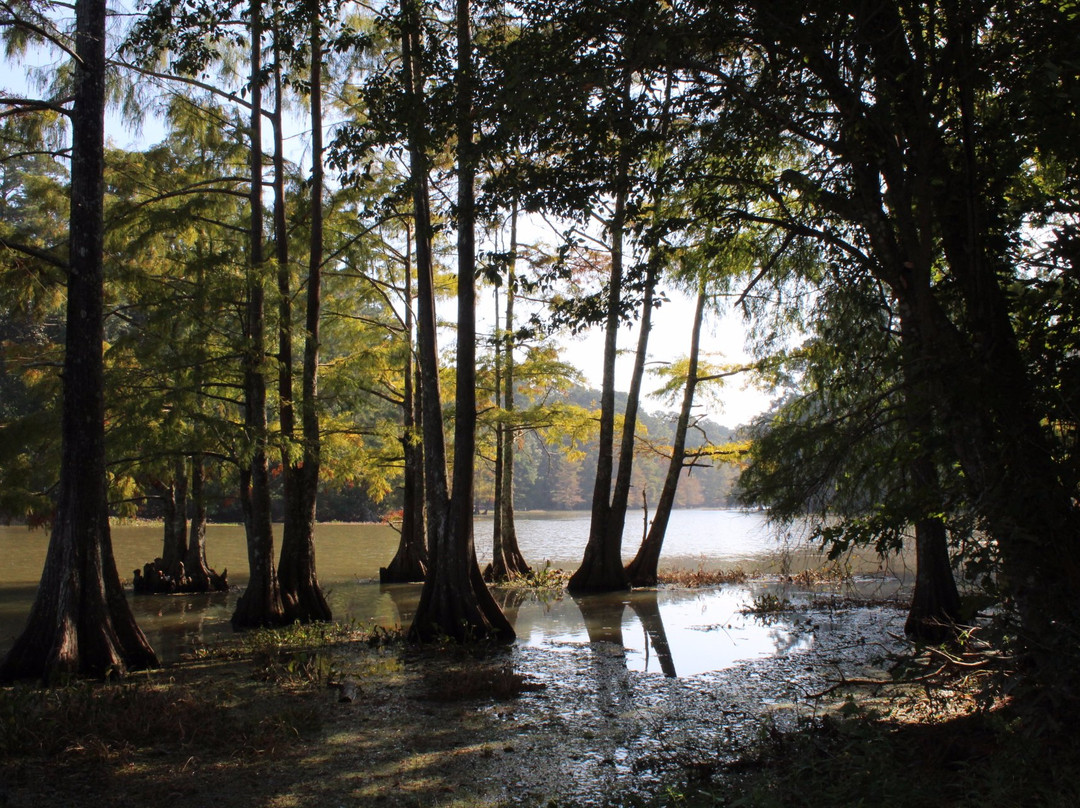 Martin Dies, Jr. State Park-Jasper必去景点