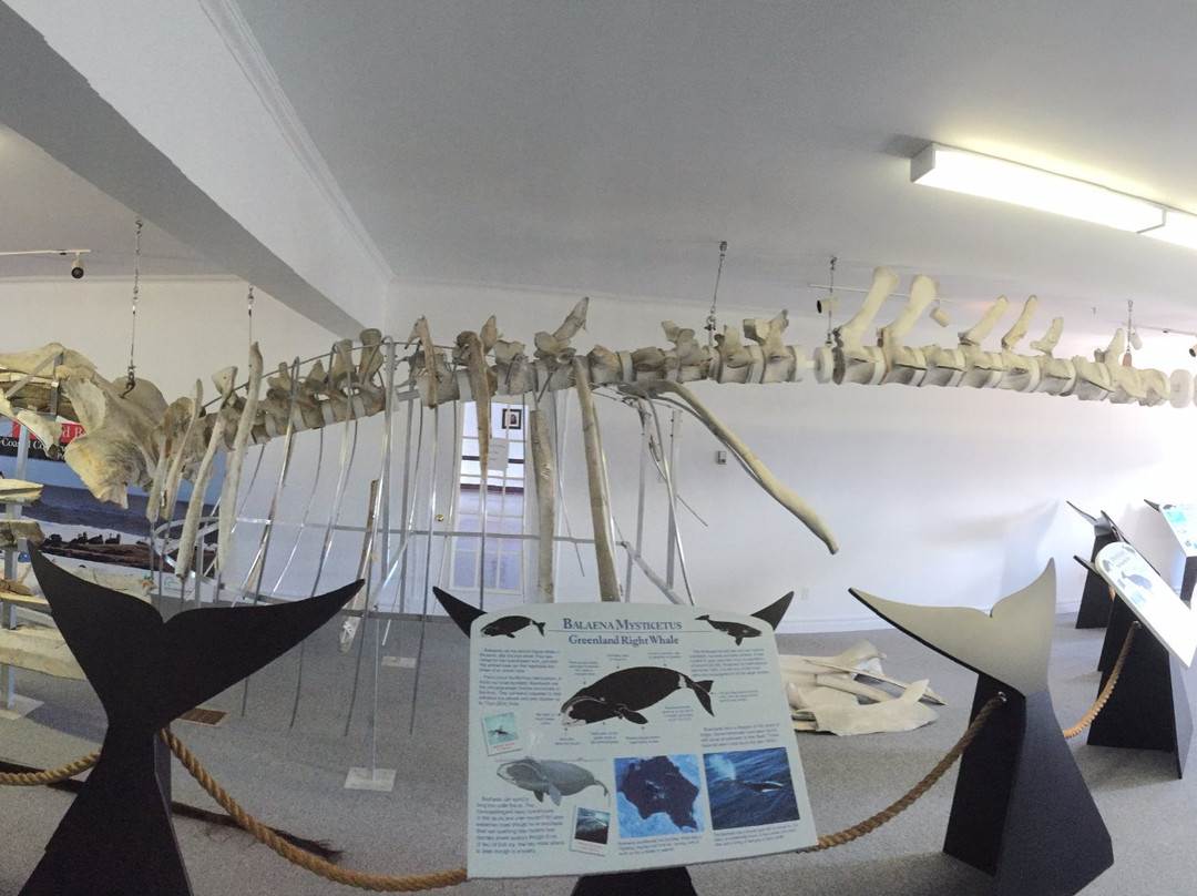 Right Whale Exhibit Museum景点图片