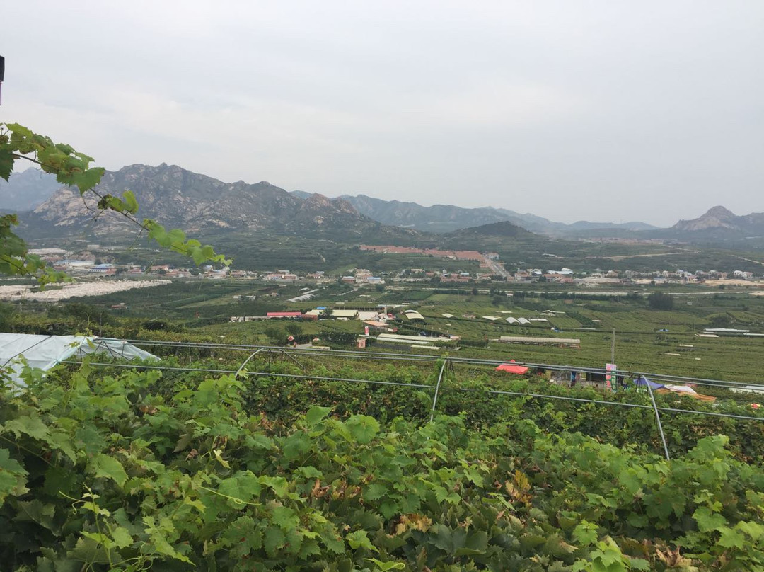 大泽山-平度市必去景点