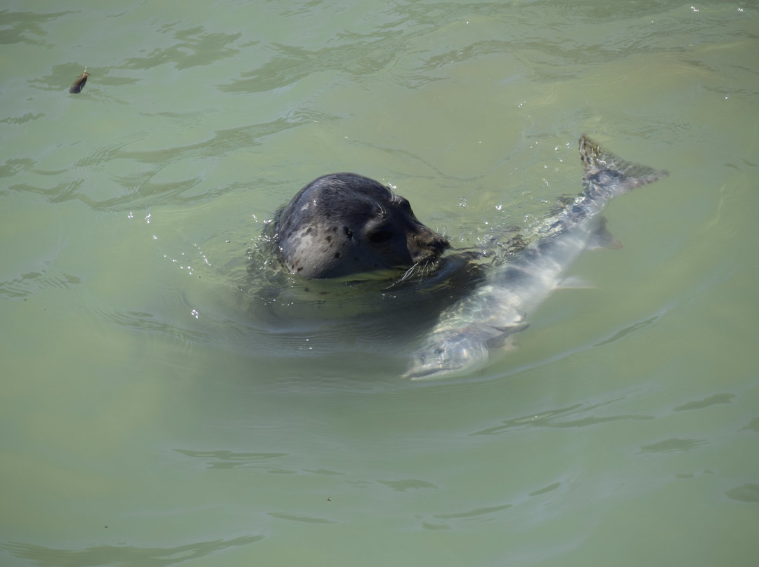 Pullen Creek Stream Walk-史凯威必去景点